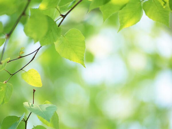 Free leaves image, public domain nature CC0 photo.